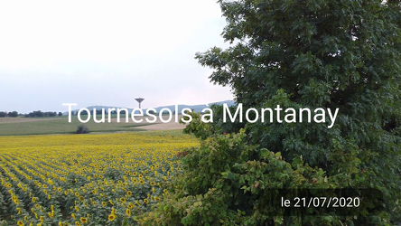 04 - Montanay Tournesol (5000)